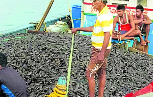 sea fish4nov19...